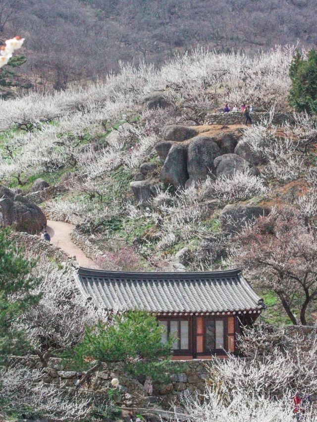🌸 드디어 열린 “광양 매화축제”