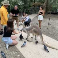 澳洲｜昆士蘭州｜Currumbin 擁有七十多年歷史的動物園、還可以抱無尾熊🐨