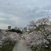 【福岡】桜百選西公園にある光雲神社参拝