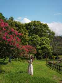 서귀포 배롱나무와 연꽃을 만날 수 있는 ‘법화사’
