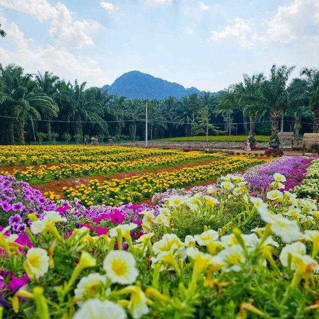สวนดอกไม้ สุด ว้าว จ.กระบี่