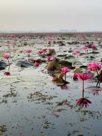 タイ・ウドンタニ🇹🇭睡蓮の湖