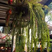 ร้านดังเชียงใหม่...ข้าวซอยนิมมานต์