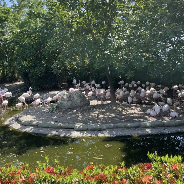 動物天堂！探索頑皮世界野生動物園的奇妙之旅！🐾🌿🦁