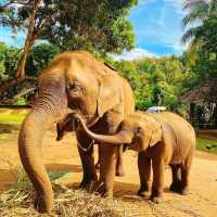 Wonderful Patara Elephant Farm 