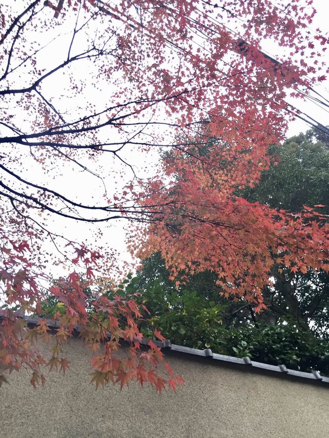 京都賞楓好去處*東福寺*