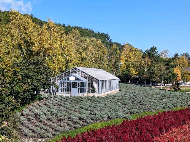 Tomita Farm in Furano