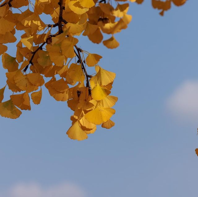 Beautiful Autumn of Sejong Ginkgo Tree 