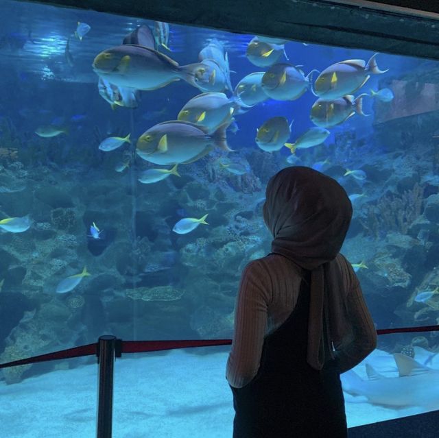 Dive in at Aquaria KLCC