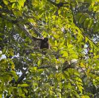 Tabin Wildlife Reserve @ Sabah, Malaysia