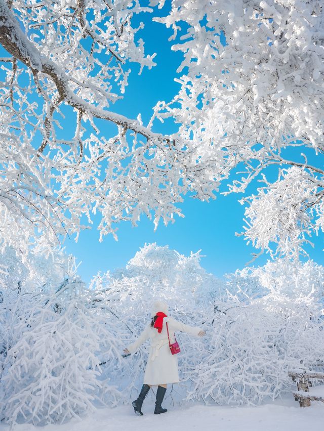 겨울왕국에 온듯한 눈꽃 세상의 발왕산🏔️