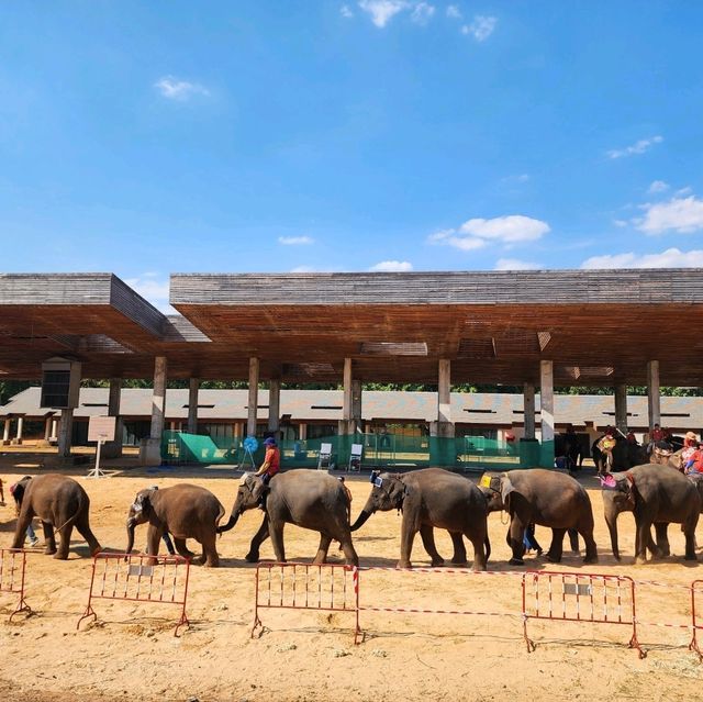Elephant World
