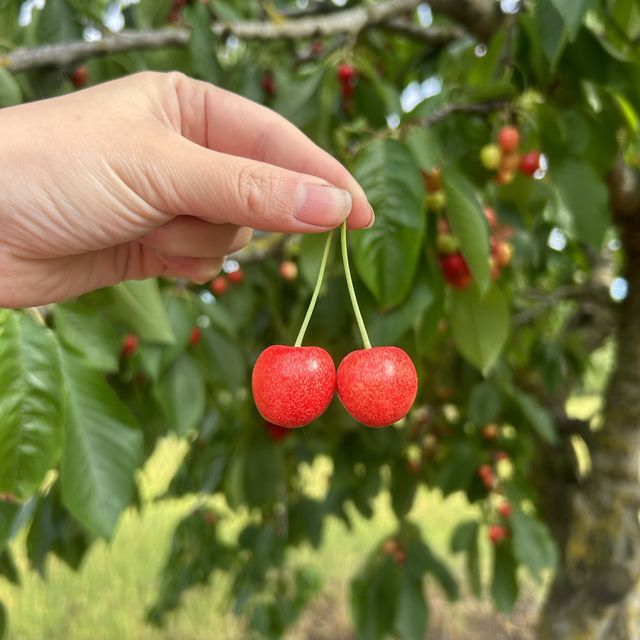 【デンマーク旅】オーガニックイチゴ狩り🍓