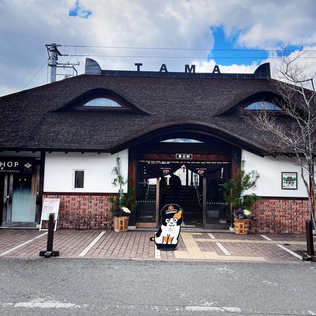 【貴志駅😺】來探探最可愛的駅站長——二代玉