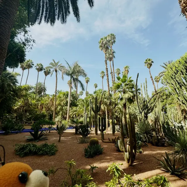 《摩洛哥-YSL秘密花園Jardin Majorelle 》