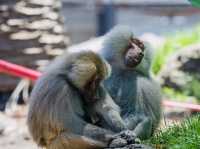 Melbourne Zoo