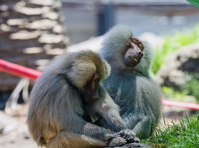 Melbourne Zoo