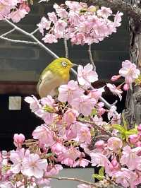 【東京大神宮/東京都】春になると河津桜を設置