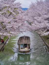 【京都×桜】江戸の文化で感じる桜の絶景🌸※撮影ポイント付き