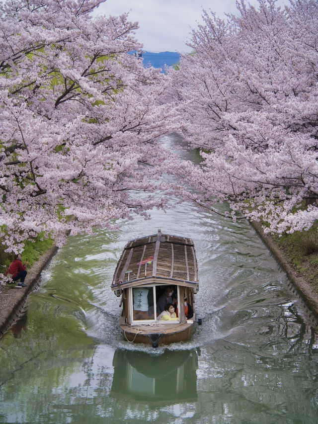 【京都×桜】江戸の文化で感じる桜の絶景🌸※撮影ポイント付き