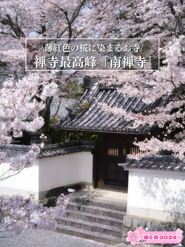 【京都×桜】禅寺の最高格式のお寺で堪能する桜🌸※周辺桜情報付き