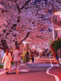 総距離4km‼️川沿いの道のりを歩いて桜を堪能しよう🌸花見クルーズもある⁉️※撮影ポイント(場所)情報付き