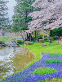 【東京のお花見スポットの定番】春の小花×桜が美しい昭和記念公園
