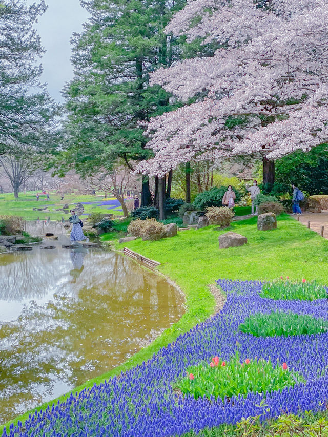 【東京のお花見スポットの定番】春の小花×桜が美しい昭和記念公園