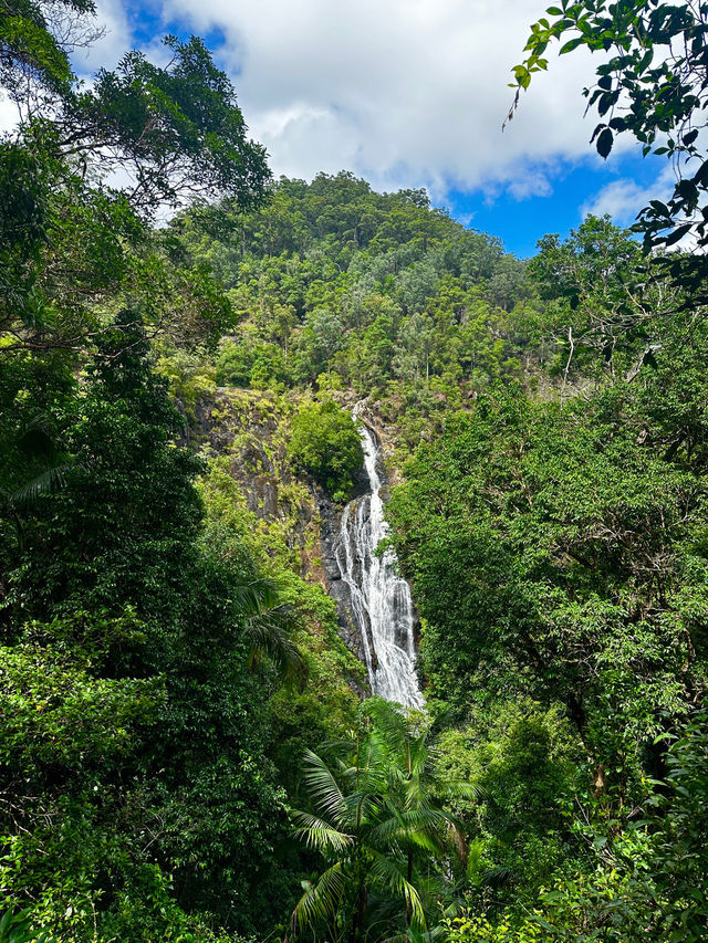 Beautiful Rainforest in Queensland, Aus 🇦🇺