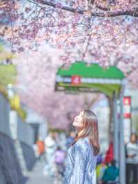 名古屋賞櫻秘點🌸 遊人少旅攝必去！