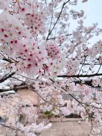 Experience the Magical Season of Kyoto🌸