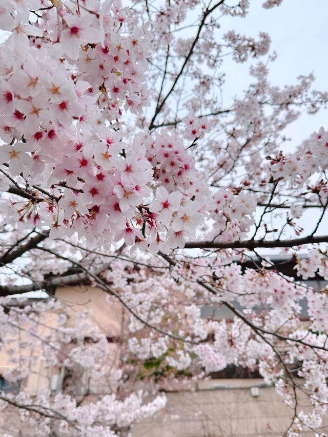 Experience the Magical Season of Kyoto🌸