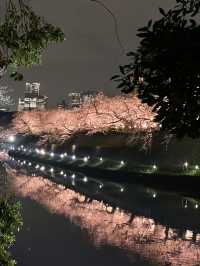 【千鳥ヶ淵/東京都】さくらまつり夜桜ライトアップ