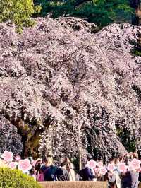 🌸Shinjuku Gyoen National Garden 