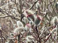 The landscape displays of wild plum blossoms🌸