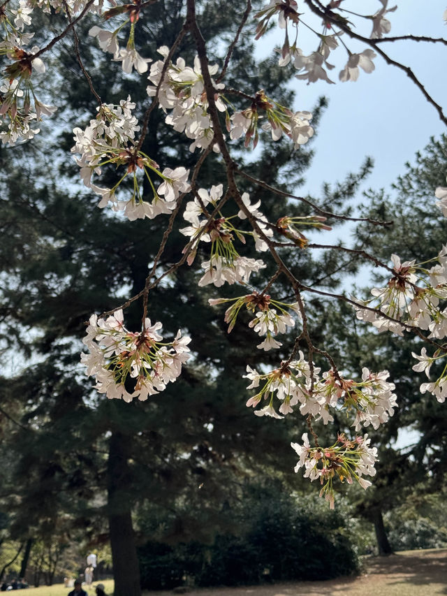 東京賞櫻好去處🌸 光之丘公園🌻🌱🌲