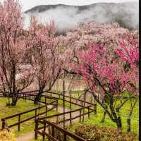 又兵衛桜
