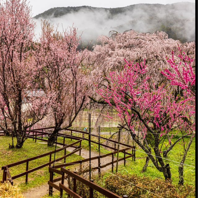 又兵衛桜