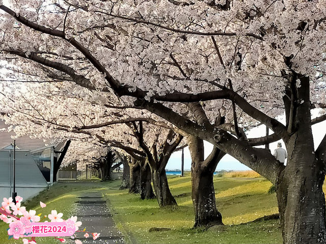 🌸【日韓春天好去處】大分川沿岸櫻花走廊，享受春天的美好時光
