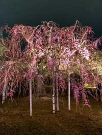 姫路城見るなら西の丸庭園【夜桜編】