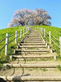 【丸墓山古墳/埼玉県】桜の名所・さきたま古墳公園