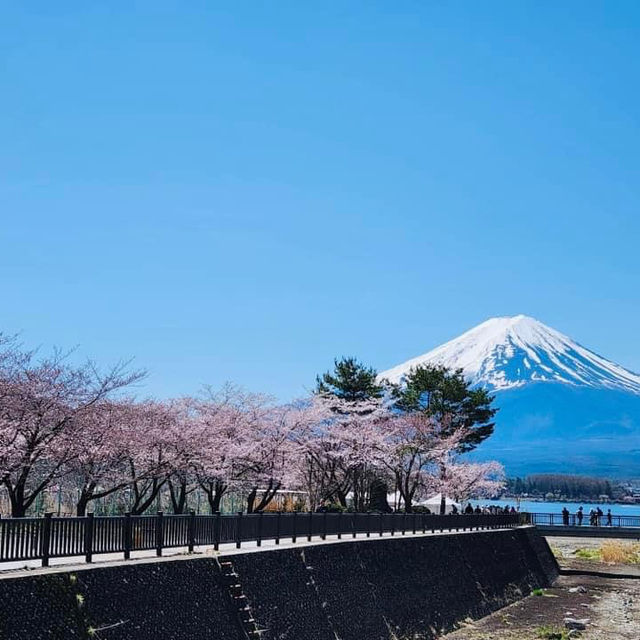 Lake Kawaguchi 🌸