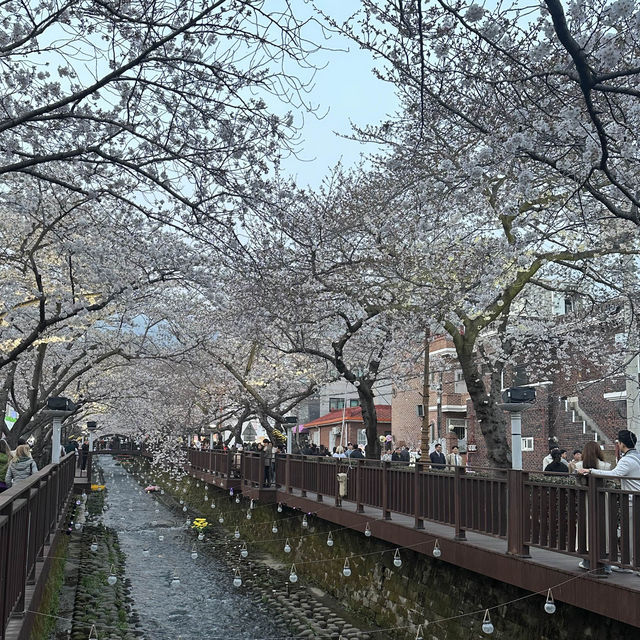 ชวนเที่ยวชม Cherry blossom เมือง Jinhae 🌸