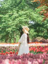 甲信地方最大！圧倒的なスケールのチューリップ畑🌷🌷🌷