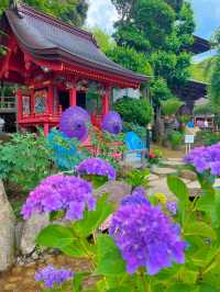【茨城】紫陽花の水中花が絶景すぎる💙一度は行きたいあじさい寺