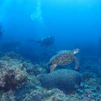 綠島出潛之旅2024