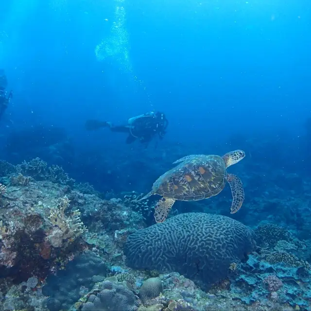 綠島出潛之旅2024