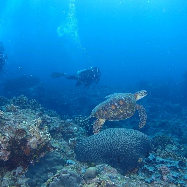 綠島出潛之旅2024