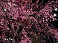 【日本廣島景點】縮景園之三：除了日櫻🌸還有限定活動：夜櫻🌸被夜櫻埋沒的縮景園更令人陶醉🌸