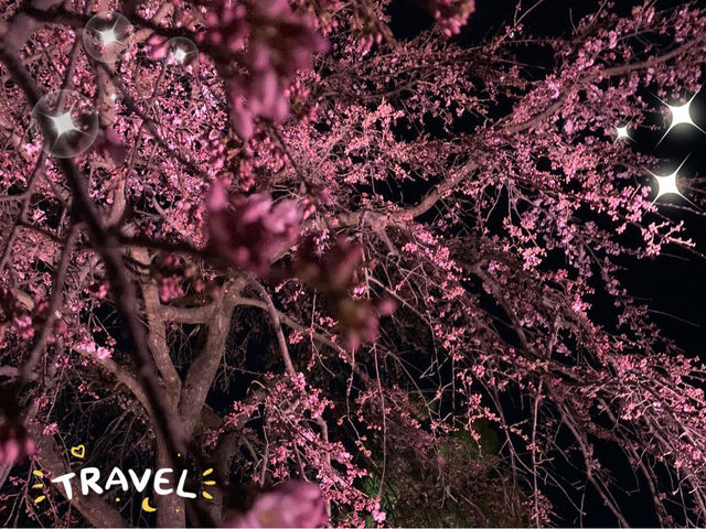 【日本廣島景點】縮景園之三：除了日櫻🌸還有限定活動：夜櫻🌸被夜櫻埋沒的縮景園更令人陶醉🌸